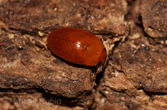 Mycomystes nigriventris