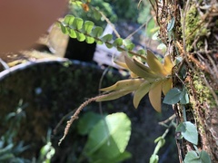 Oberonia arisanensis