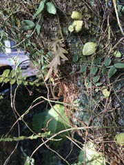 Oberonia arisanensis