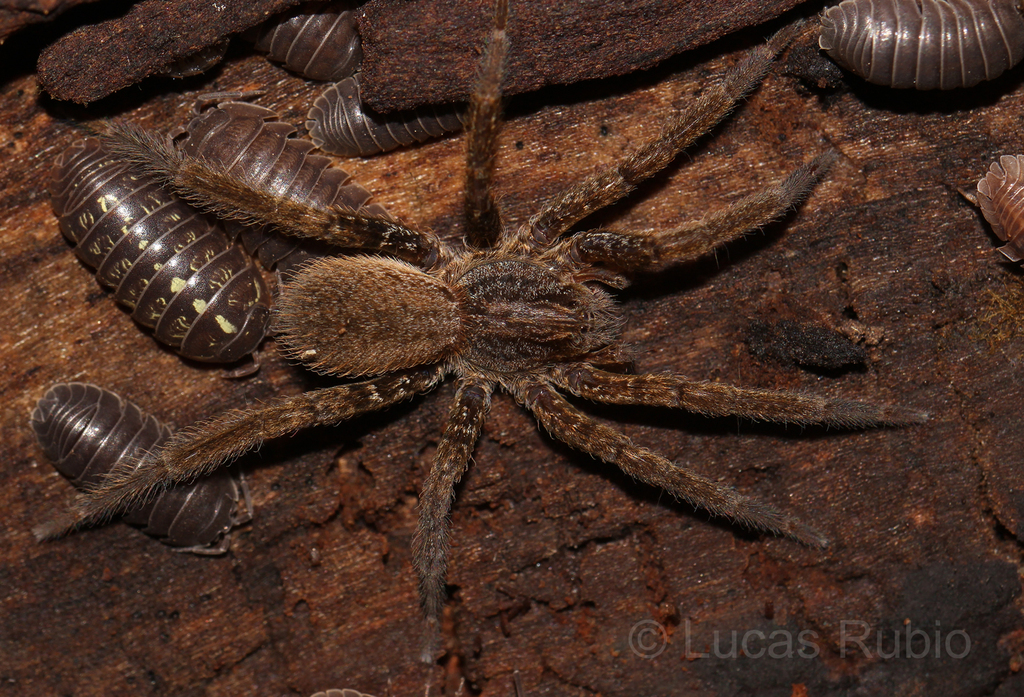 Ancylometes concolor
