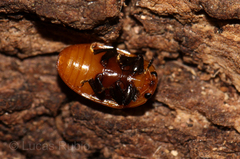 Mycomystes nigriventris