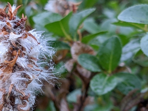 Image of Salix myrsinites by no rights reserved