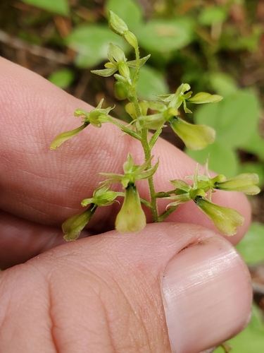 Northwestern twayblade (Neottia banksiana)
