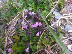 Clinopodium laxiflorum