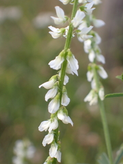 Melilotus albus