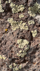 Protoparmeliopsis pinguis