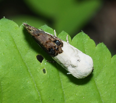 Tarache tetragona
