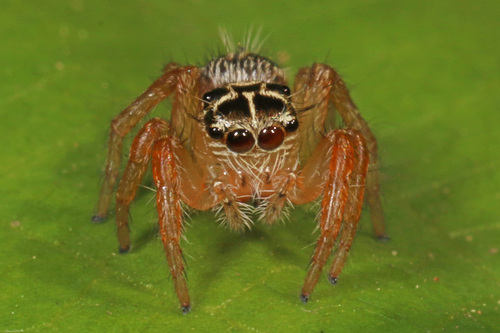 Hyllus argyrotoxus