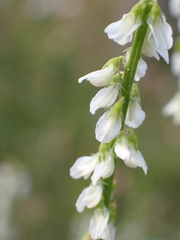 Melilotus albus