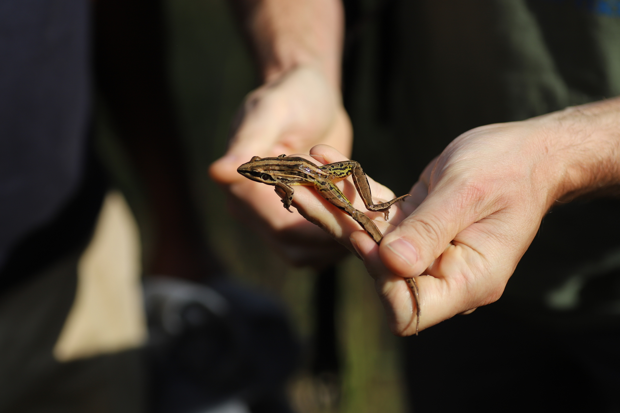 Rwanda Grassland Frog