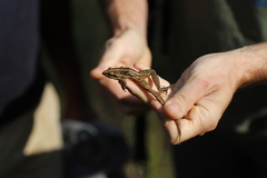 Ptychadena chrysogaster