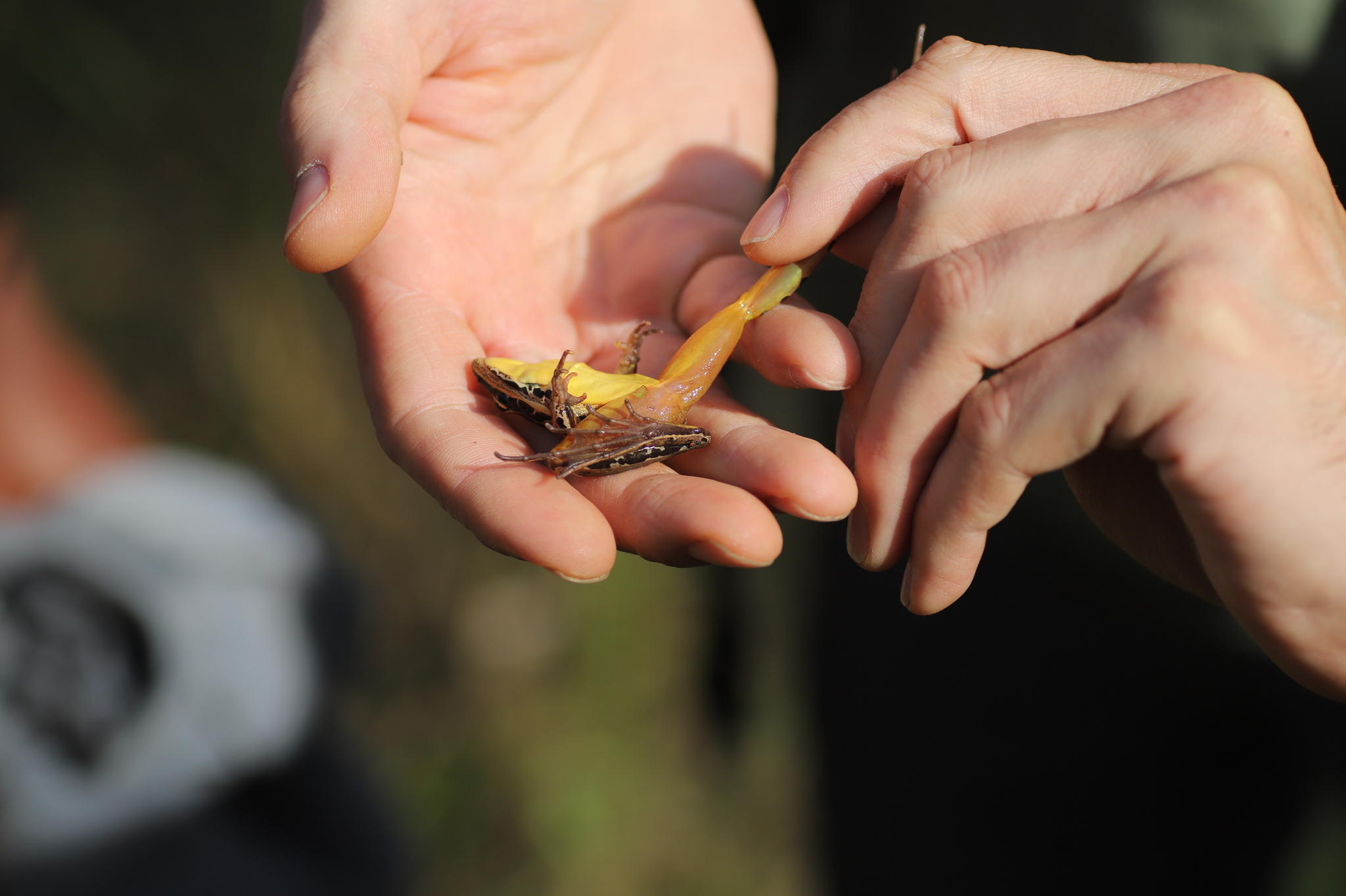 Rwanda Grassland Frog photo 2