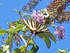 Iphiclides feisthamelii
