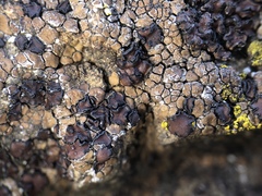 Acarospora badiofusca