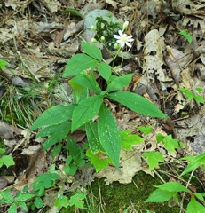 Doellingeria infirma