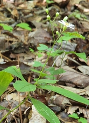 Doellingeria infirma