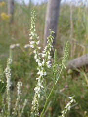 Melilotus albus