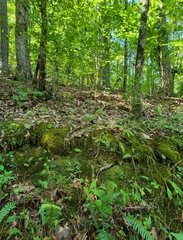 Doellingeria infirma