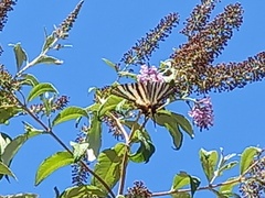Iphiclides feisthamelii