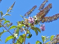 Iphiclides feisthamelii