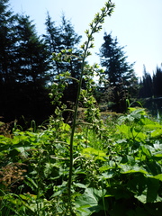 Veratrum viride eschscholtzianum