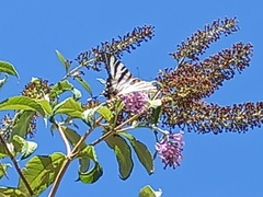 Iphiclides feisthamelii