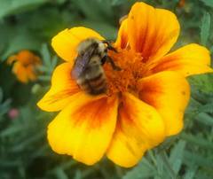 Bombus rufocinctus