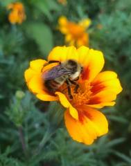 Bombus rufocinctus
