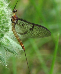 Ephemera vulgata