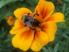 Bombus rufocinctus