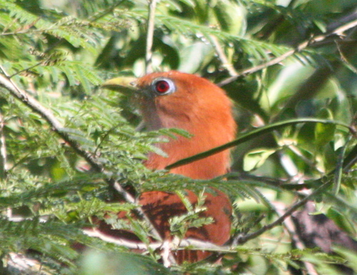 Piaya mexicana