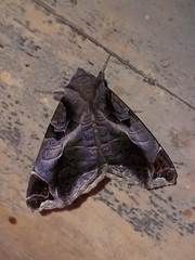 Calyptis idonea