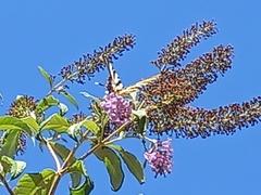 Iphiclides feisthamelii