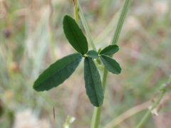 Melilotus albus