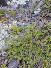 Helictotrichon desertorum