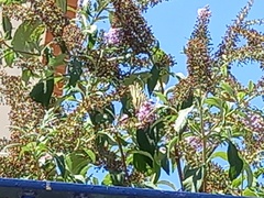 Iphiclides feisthamelii