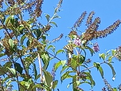 Iphiclides feisthamelii