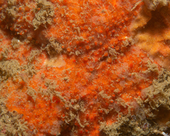 Hymedesmia canadensis