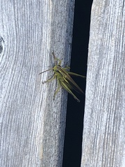 Stethophyma lineatum