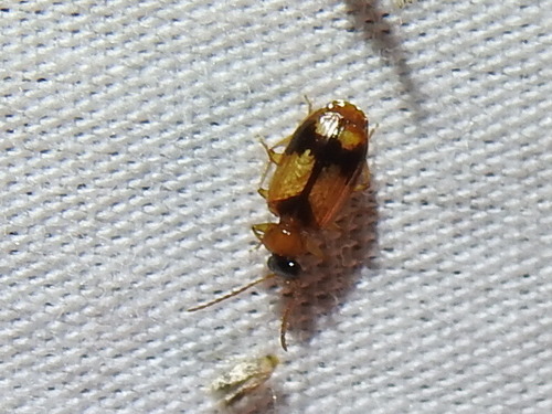 Lebia esurialis