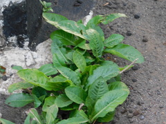 Pseudelephantopus spicatus