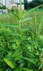 Alysicarpus ovalifolius