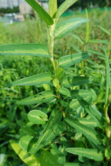 Alysicarpus ovalifolius