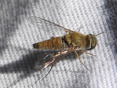 Aphoebantus