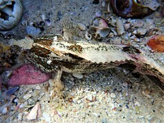 Clinus superciliosus