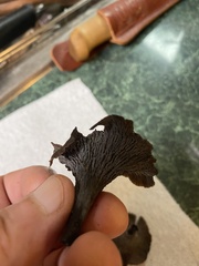 Craterellus foetidus