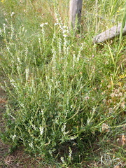 Melilotus albus