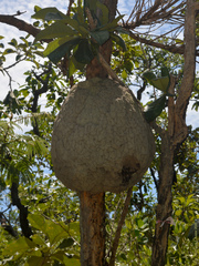 Constrictotermes cyphergaster