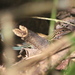 Many-lined Whiptail - Photo no rights reserved