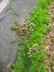 Achillea millefolium borealis